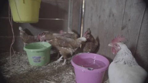 Hens Chicken Drinking Water Stock-Footage 112662407