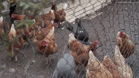 Hens chickens rooster black ducks guinea fowl peck grain in coop. Closeup Stock Footage 152526558