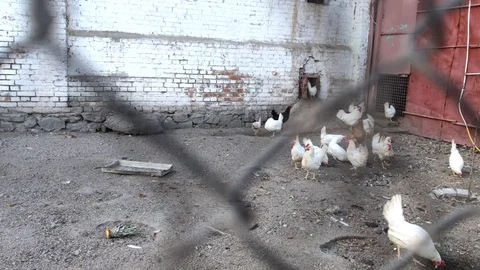 Hens close-up behind bars. Poor chicken farm conditions. The concept of animal c Stock Footage 126000689