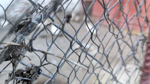 Hens close-up behind bars. Poor chicken farm conditions. The concept of animal c Stock Footage 126000740