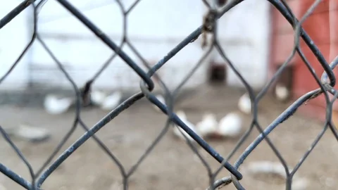 Hens close-up behind bars. Poor chicken farm conditions. The concept of animal c Stock Footage 126000765