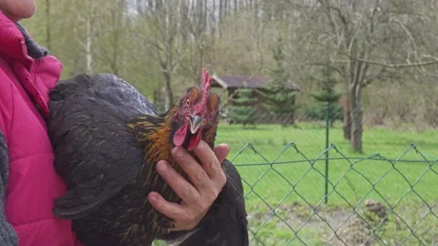 A hen's close up. Stock-Footage 154611147