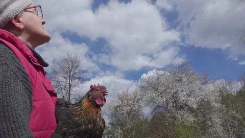 A hen's close up. Stock Footage 154659159