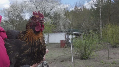 A hen's close up. Stock Footage 154659212
