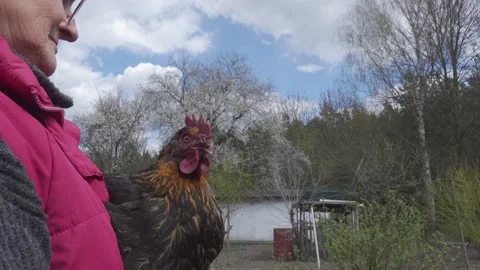 A hen's close up. Stock-Footage 154659219