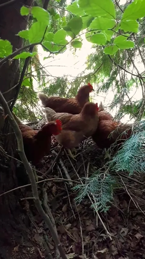 Hens Clucking While Looking for Food in Twigs and Leaves, County Wicklow Stock Footage 328647864