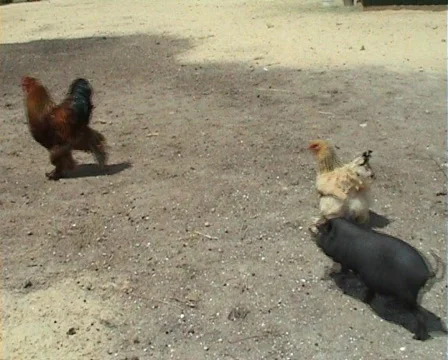 Hens, cocks, wild boars Stock Footage