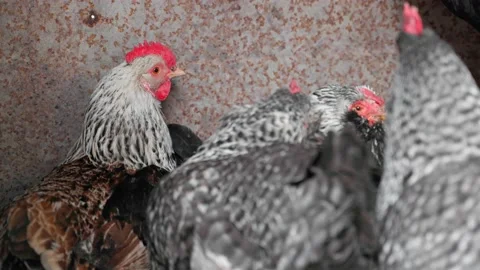 Hens of different colors rest and clean their feathers close-up Stock Footage 220045865