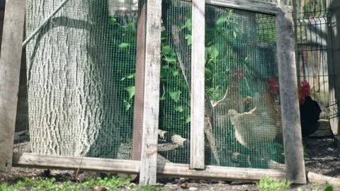 Hens of different feather colours walking under the open air near the chicken Video stock 310624747