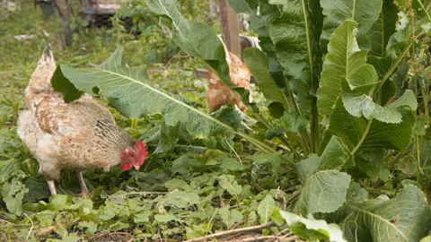 Hens digging in the garden Video stock 134821502
