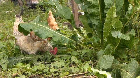 Hens digging in the ground in the garden Stock Footage 125129987