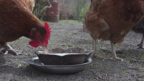 Hens drinking Stock Footage 155020803