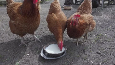 Hens drinking Stock Footage 155020817