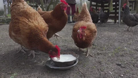 Hens drinking Stock Footage 155020824