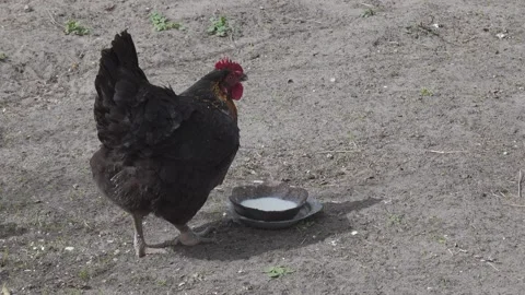 Hens drinking Video stock 155020865