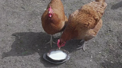 Hens drinking Stock Footage 155020896