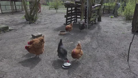 Hens drinking Stock Footage 155020902