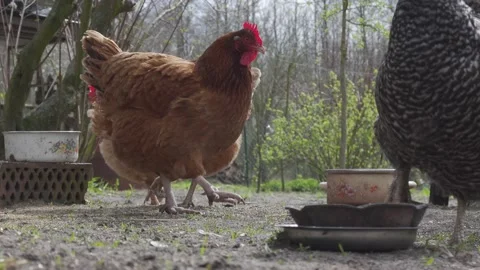 Hens drinking Stock Footage 155020907