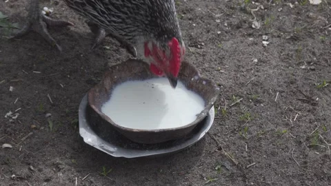 Hens drinking Video stock 155020911