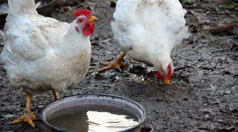 Hens drinking water Stock Footage 39906224