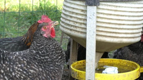 Hens drinking water outside Stock Footage 196977128