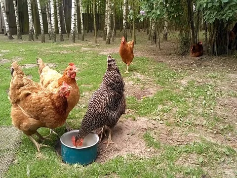 Hens drinking whey from the pot Stock Footage 80910674