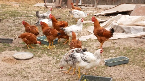 Hens eat in poultry yard Vídeos de archivo 113742741