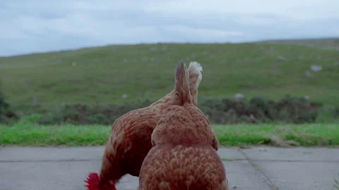 Hens eating in a beautiful area 動画素材 201734560