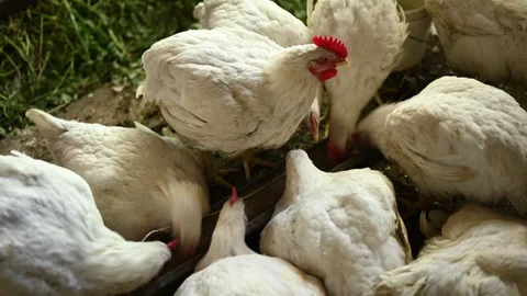 Hens eating from feeder on a farm Vídeo Stock 244580370