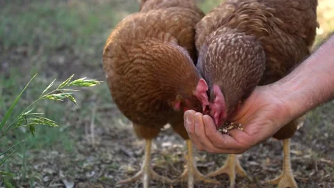 Hens eating in hand Vidéo 142539559