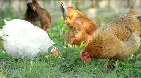 Hens eats on a grass Video stock 11036206