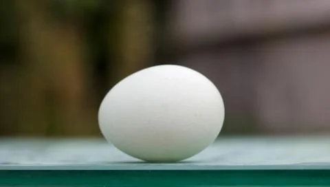 Hens egg with copy space standing on green surface with soft background Stock Photos
