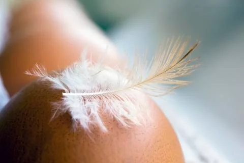 Hen's eggs with feather Stock Photos