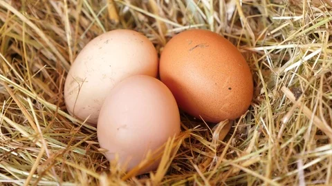 Hen's eggs in the nest, close up Stock Footage 84931698