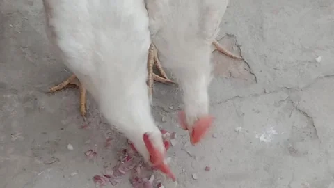 Hens Enjoying Onion While Pecking and Feeding Together Stock Footage 346427999