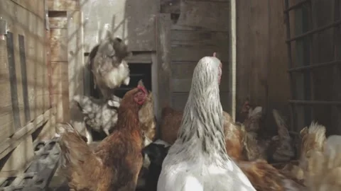 Hens enter the chicken coop Video stock 134262998