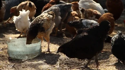 Hens on the farm Stock Footage 78655243