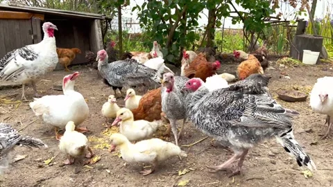 Hens in the farm Stock Footage 163154516