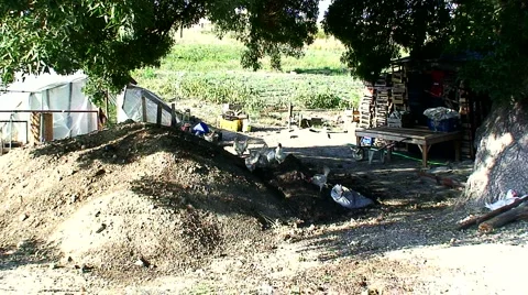 Hens on a farmyard Stock Footage 943841