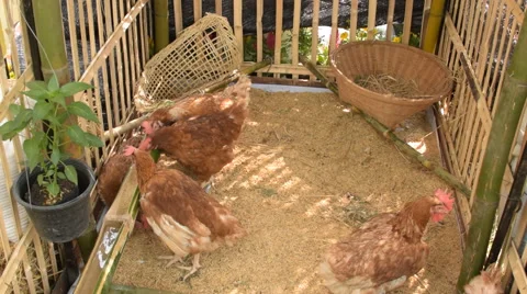 Hens feeding in cage. Stock Footage 60965611
