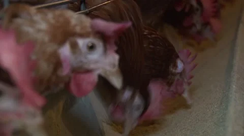 Hens feeding, close up Stock Footage 48807468