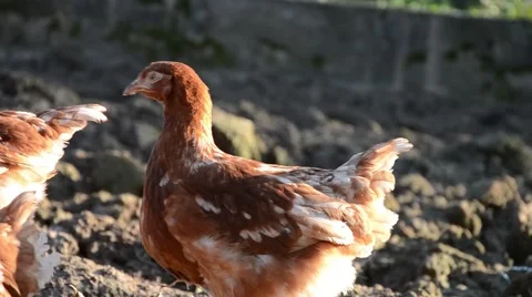Hens feeding at a farm Stock Footage 47561473