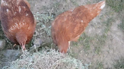 Hens feeding at a farm Stock Footage 48069436