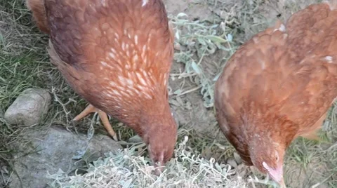 Hens feeding at a farm Stock Footage 48070224