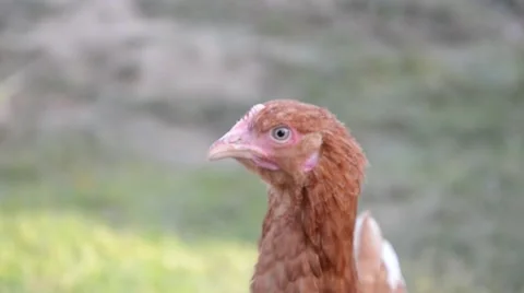 Hens feeding at a farm Stock Footage 48071854
