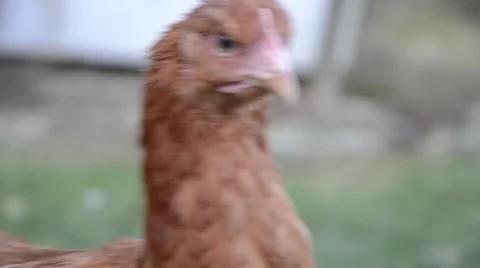 Hens feeding at a farm Stock Footage 48073270