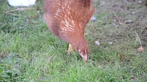 Hens feeding at a farm Stock Footage 48073866