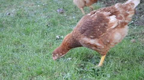 Hens feeding at a farm Stock Footage 48075369