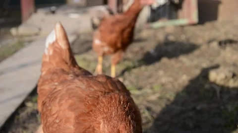 Hens feeding at a farm Stock Footage 48078761