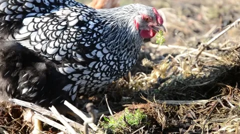 Hens feeding at a farm Stock Footage 48681242